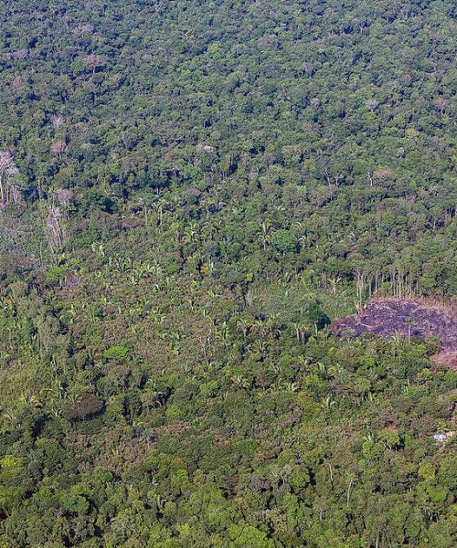 Possível recorde de baixo desmatamento na Amazônia preocupa diante de retrocesso ambiental no Brasil