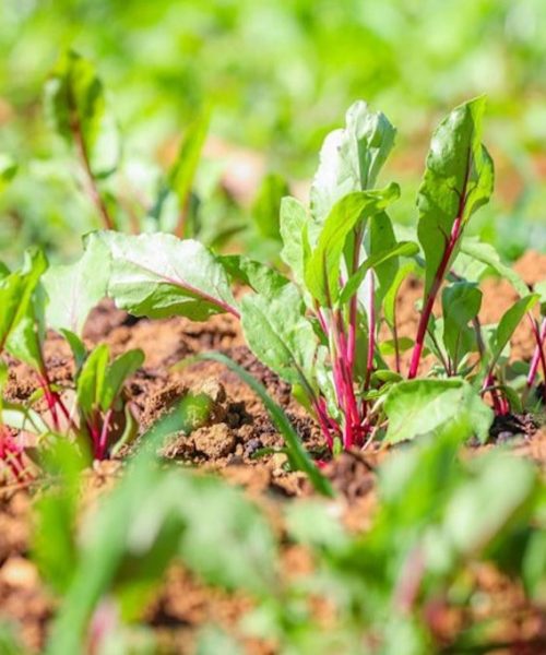 Homem cede área abandonada para cultivar pomar e horta em benefício da comunidade.