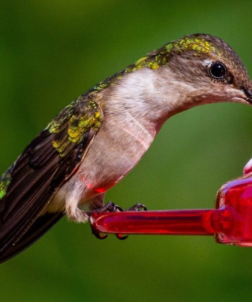 Aprenda a fazer néctar caseiro para atrair beija-flores