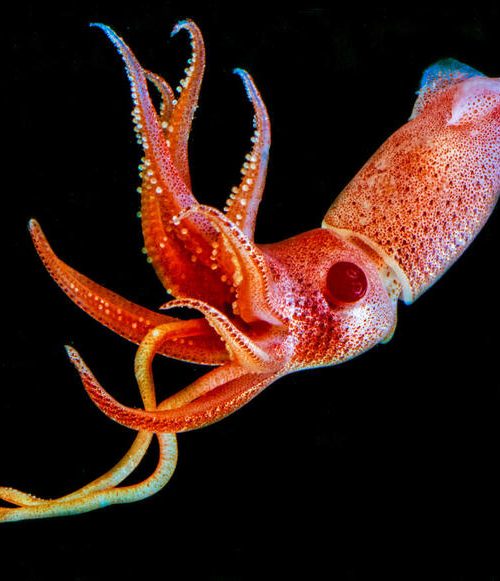 A preservação dos oceanos está nas mãos do Tratado Global dos Oceanos