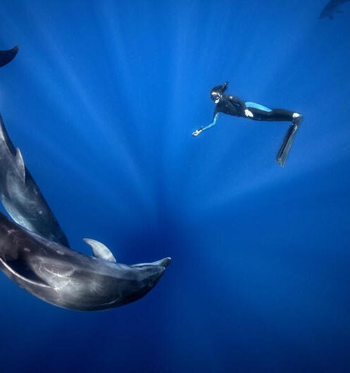 A importância das espécies migratórias na preservação dos oceanos sem fronteiras
