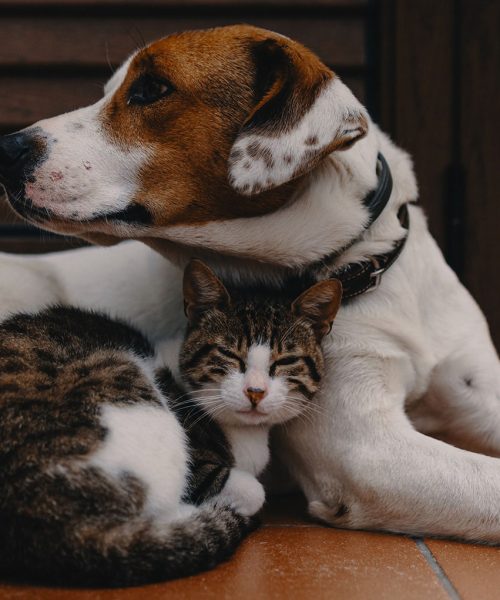 Cuidado: Chocolate pode ser fatal para cães e gatos