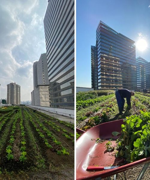Cultivo urbano: horta no telhado de shopping abastece mercado de produtos orgânicos