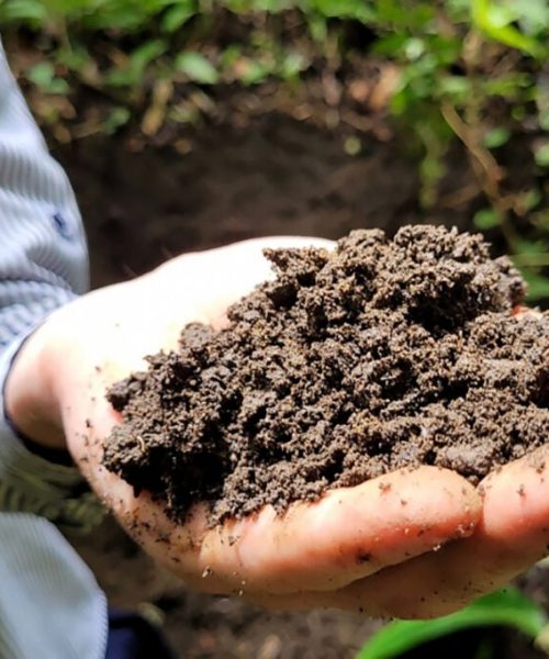 Amazônia ganha árvores mais robustas com terra preta, que aumenta diâmetro em 88%