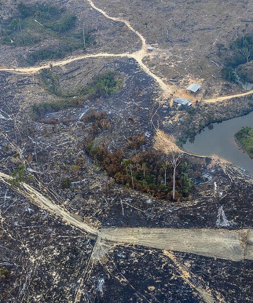 Greenpeace Brasil critica adiamento de normas ambientais para financiamento agrícola