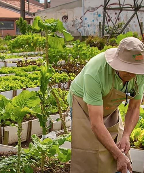 Apoiar pequenos produtores: uma solução para diminuir custos e desperdícios na alimentação
