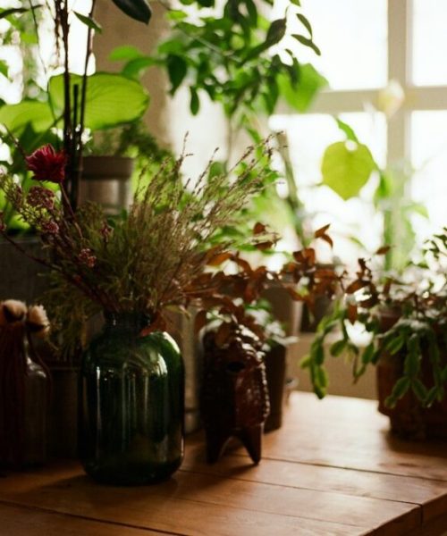 Cultivando Ervas: Vasos ou Solo, O Que é Mais Eficiente?