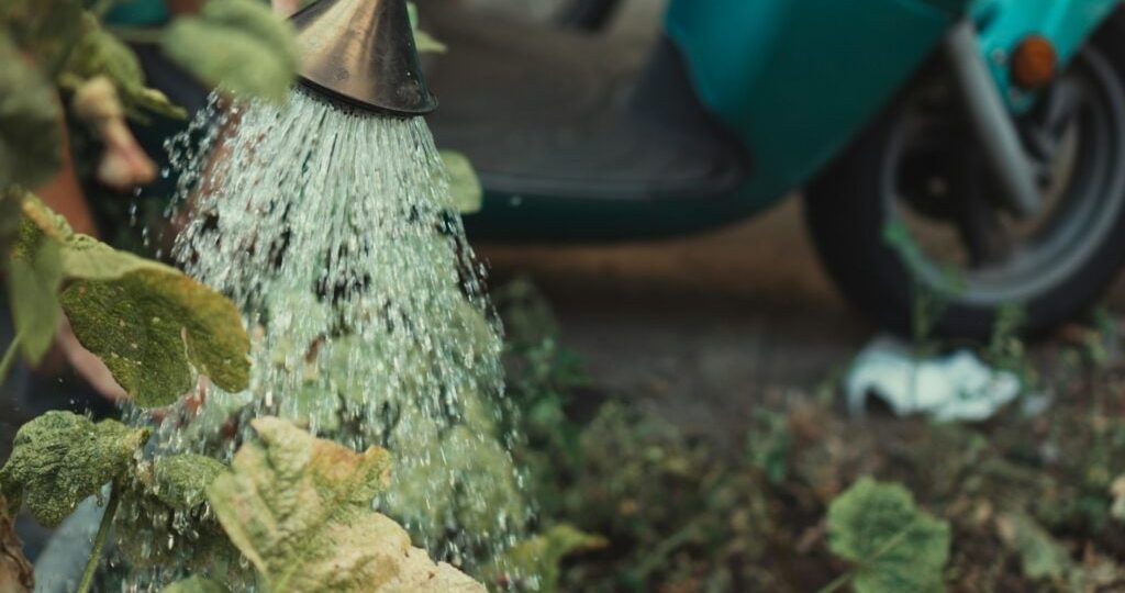 Cuidados essenciais para suas plantas durante o inverno: 4 orientações de um especialista em paisagismo