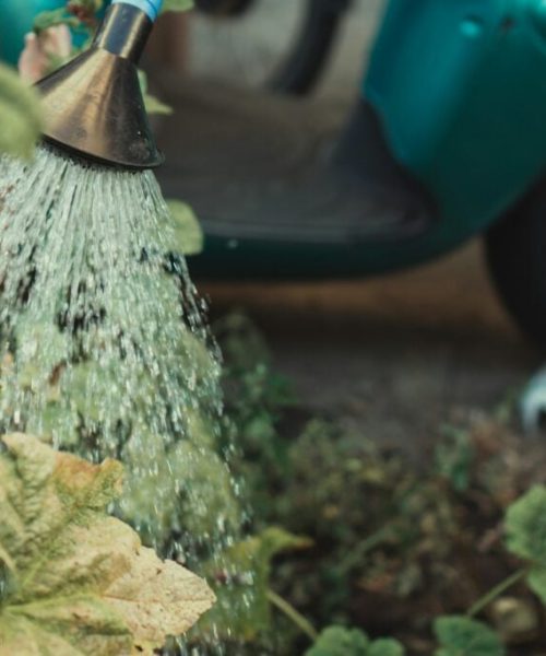 Cuidados essenciais para suas plantas durante o inverno: 4 orientações de um especialista em paisagismo