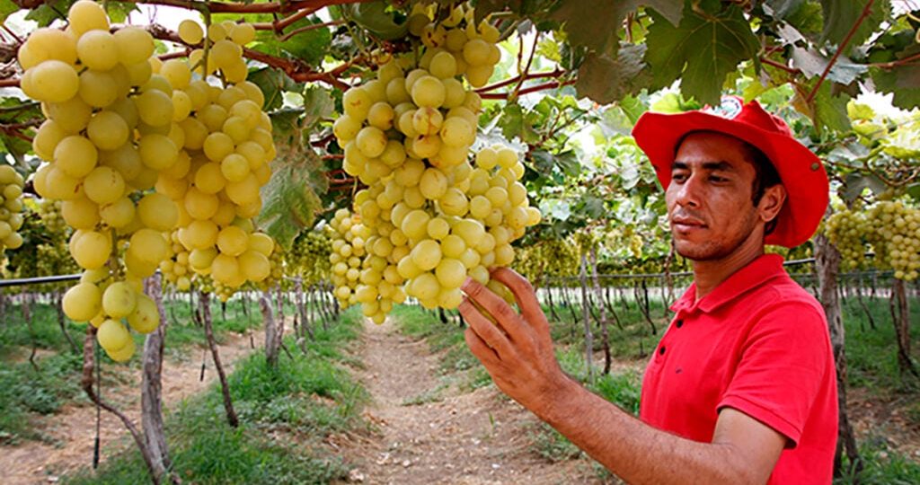 Inteligência Artificial impulsiona Agroecologia e Reforma Agrária no Brasil
