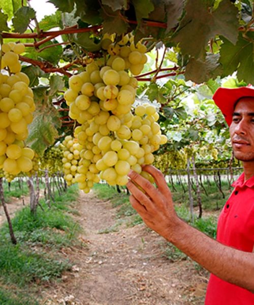 Inteligência Artificial impulsiona Agroecologia e Reforma Agrária no Brasil