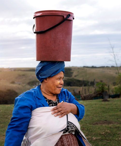Fazenda no Brasil: a contribuição dos pioneiros para a ocupação produtiva de Rondônia