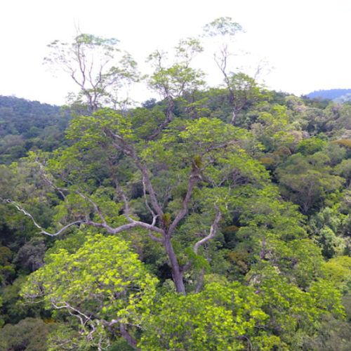Perigos que ameaçam as imensas árvores da Amazônia