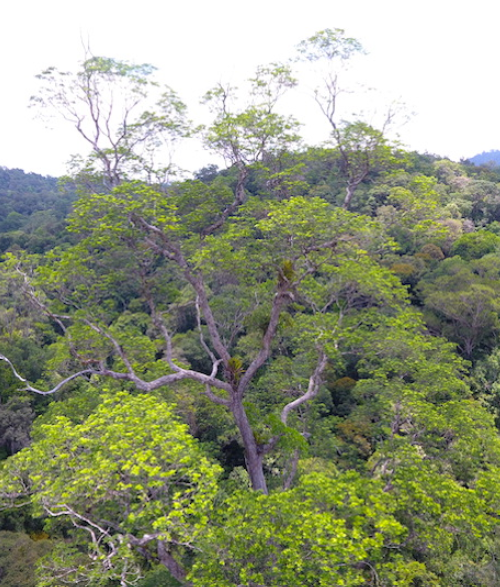 Perigos que ameaçam as imensas árvores da Amazônia
