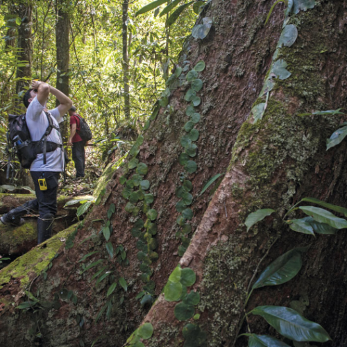 As imensas árvores da Amazônia: um tesouro ecológico que vai além de suas dimensões