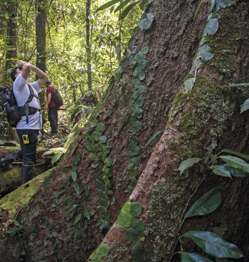 As imensas árvores da Amazônia: um tesouro ecológico que vai além de suas dimensões