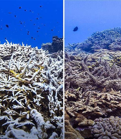 Os Oceanos sob a Influência do El Niño: Consequências da Mudança Climática