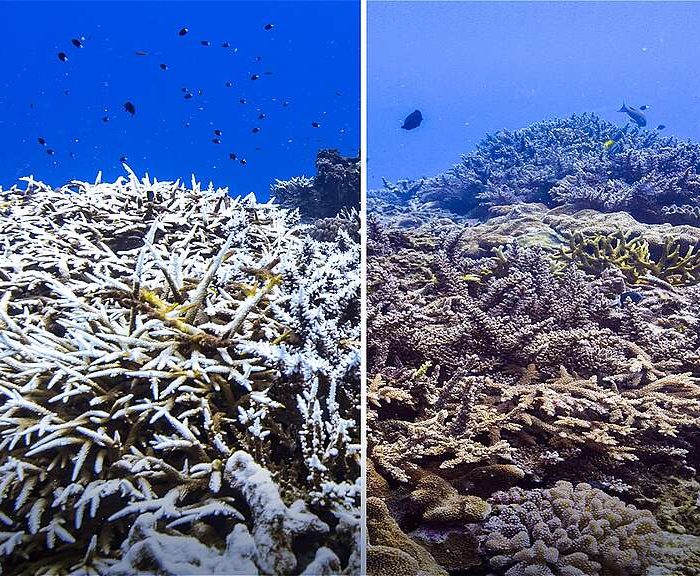 Os Oceanos sob a Influência do El Niño: Consequências da Mudança Climática