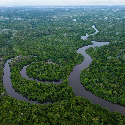 Dia Internacional das Florestas Tropicais: Greenpeace Brasil enfatiza a necessidade urgente de erradicar o desmatamento para enfrentar a crise climática.