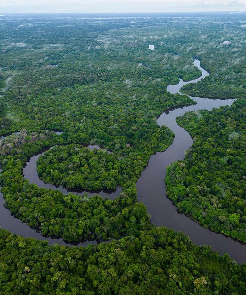 Dia Internacional das Florestas Tropicais: Greenpeace Brasil enfatiza a necessidade urgente de erradicar o desmatamento para enfrentar a crise climática.