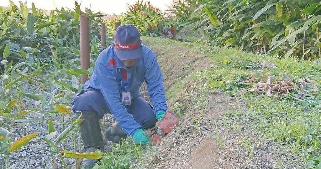 Sistema de Jardim Filtrante Purifica Água para Reutilização