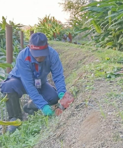 Sistema de Jardim Filtrante Purifica Água para Reutilização