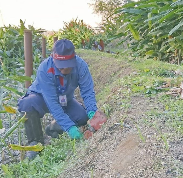 Sistema de Jardim Filtrante Purifica Água para Reutilização