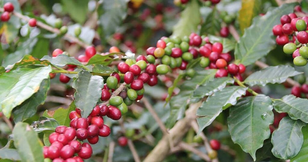 Cafeeiros de Uganda se revitalizam com práticas de agricultura regenerativa