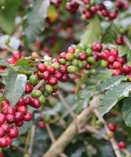Cafeeiros de Uganda se revitalizam com práticas de agricultura regenerativa
