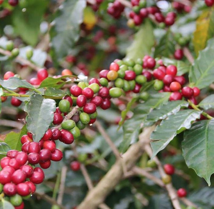 Cafeeiros de Uganda se revitalizam com práticas de agricultura regenerativa