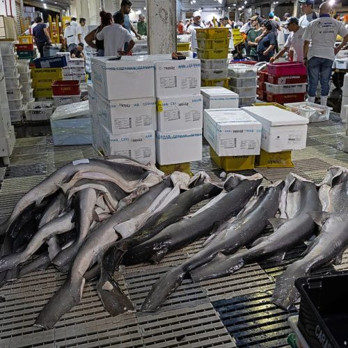 Pesquisa revela elevados índices de poluentes na carne de tubarão