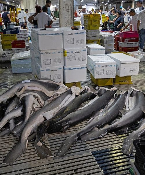 Pesquisa revela elevados índices de poluentes na carne de tubarão
