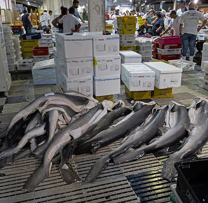 Pesquisa revela elevados índices de poluentes na carne de tubarão