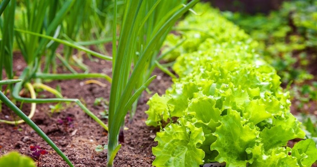 Descubra as melhores opções de cultivo para julho em diferentes regiões do Brasil