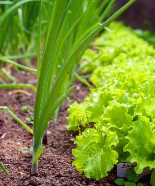 Descubra as melhores opções de cultivo para julho em diferentes regiões do Brasil