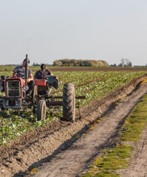 Inglaterra apresenta estratégia para impulsionar o setor agrícola até 2050