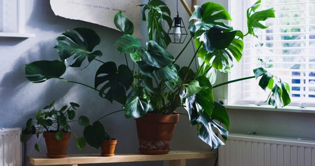 Principais armadilhas do inverno para as plantas e dicas de como se proteger delas