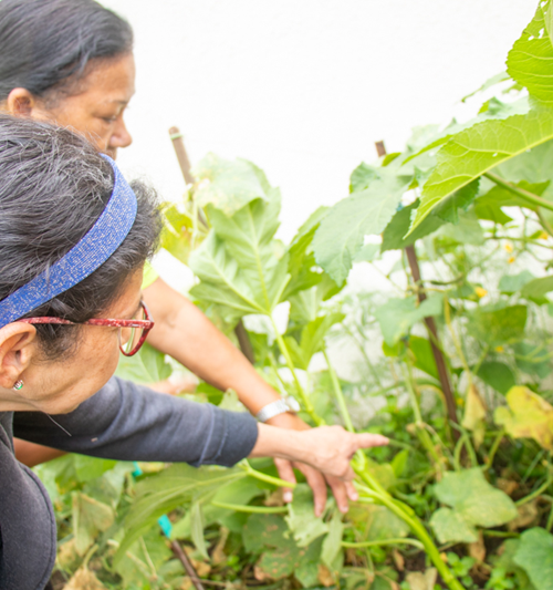Embrapa disponibiliza curso gratuito sobre cultivo de hortas comunitárias