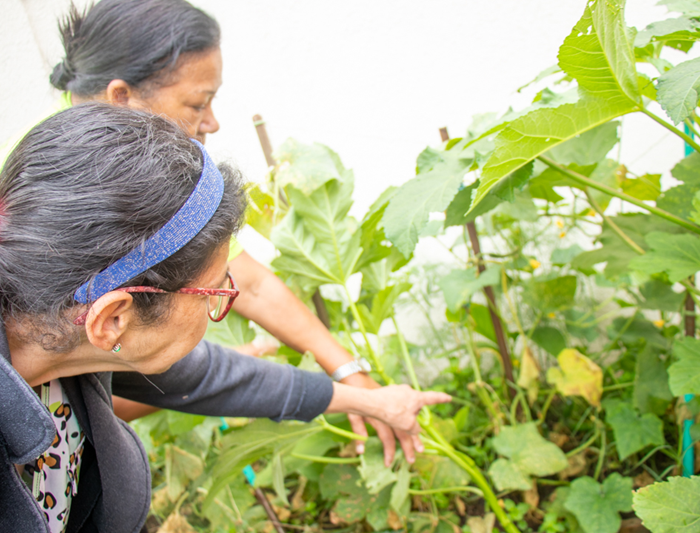 Embrapa disponibiliza curso gratuito sobre cultivo de hortas comunitárias