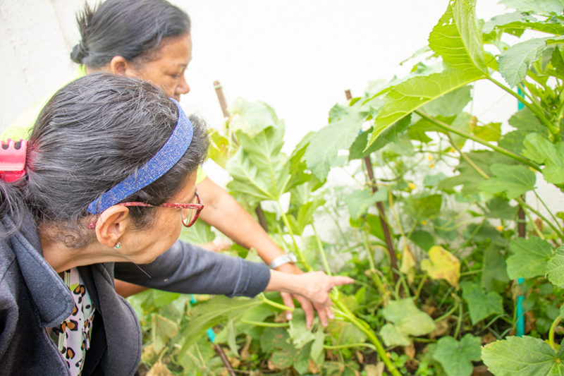 Embrapa disponibiliza curso gratuito sobre cultivo de hortas comunitárias
