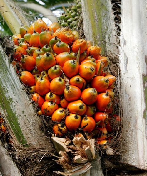 Natura expande cultivo de dendê em sistemas agroflorestais na Amazônia