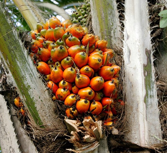 Natura expande cultivo de dendê em sistemas agroflorestais na Amazônia