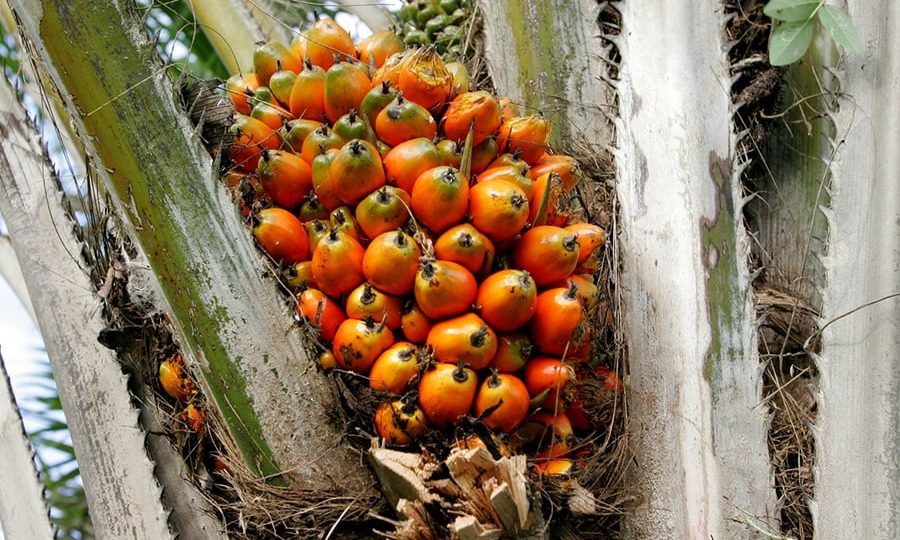 Natura expande cultivo de dendê em sistemas agroflorestais na Amazônia