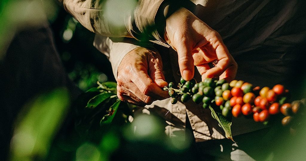 Nespresso se compromete a cultivar aproximadamente 100 mil árvores em propriedades cafeeiras