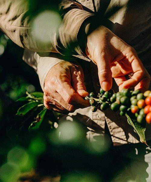 Nespresso se compromete a cultivar aproximadamente 100 mil árvores em propriedades cafeeiras