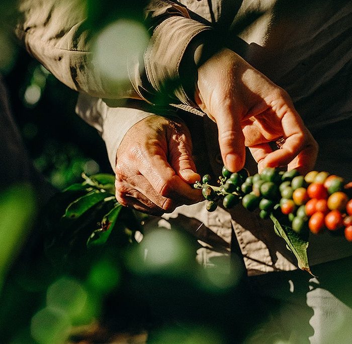 Nespresso se compromete a cultivar aproximadamente 100 mil árvores em propriedades cafeeiras