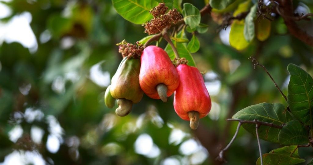 Guia Prático para Cultivar Caju Orgânico em Casa