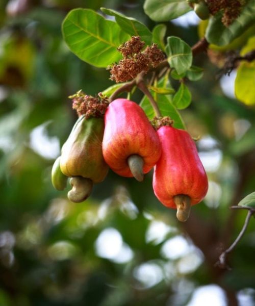 Guia Prático para Cultivar Caju Orgânico em Casa