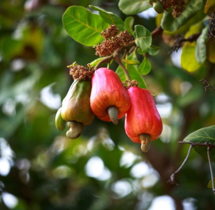 Guia Prático para Cultivar Caju Orgânico em Casa