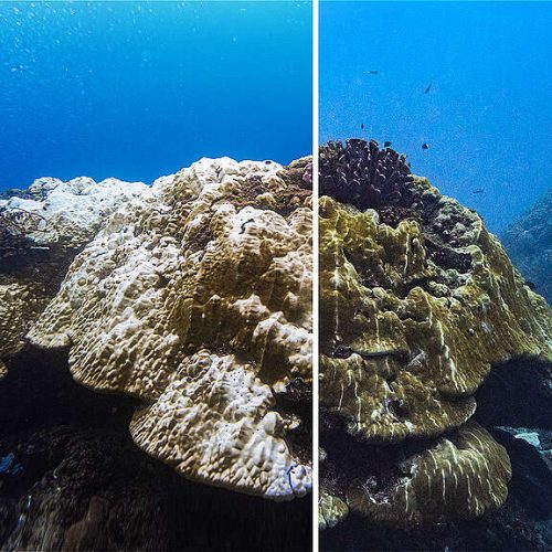 Superfície do oceano bate 100 dias de temperaturas recordes e acende novo alerta para crise climática